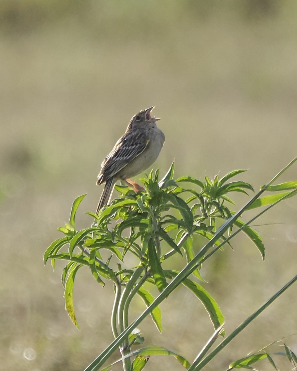 Grasshopper Sparrow - ML617791338