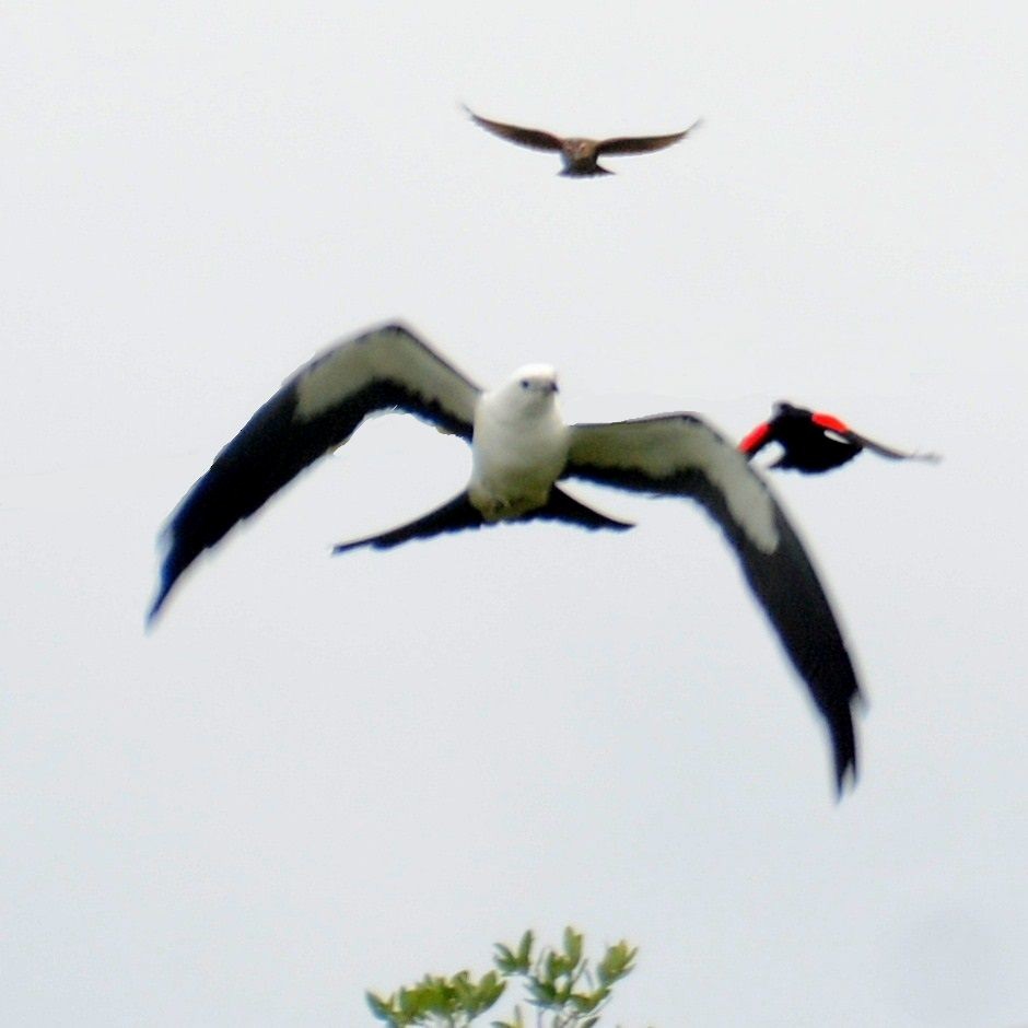 Swallow-tailed Kite - ML617791348