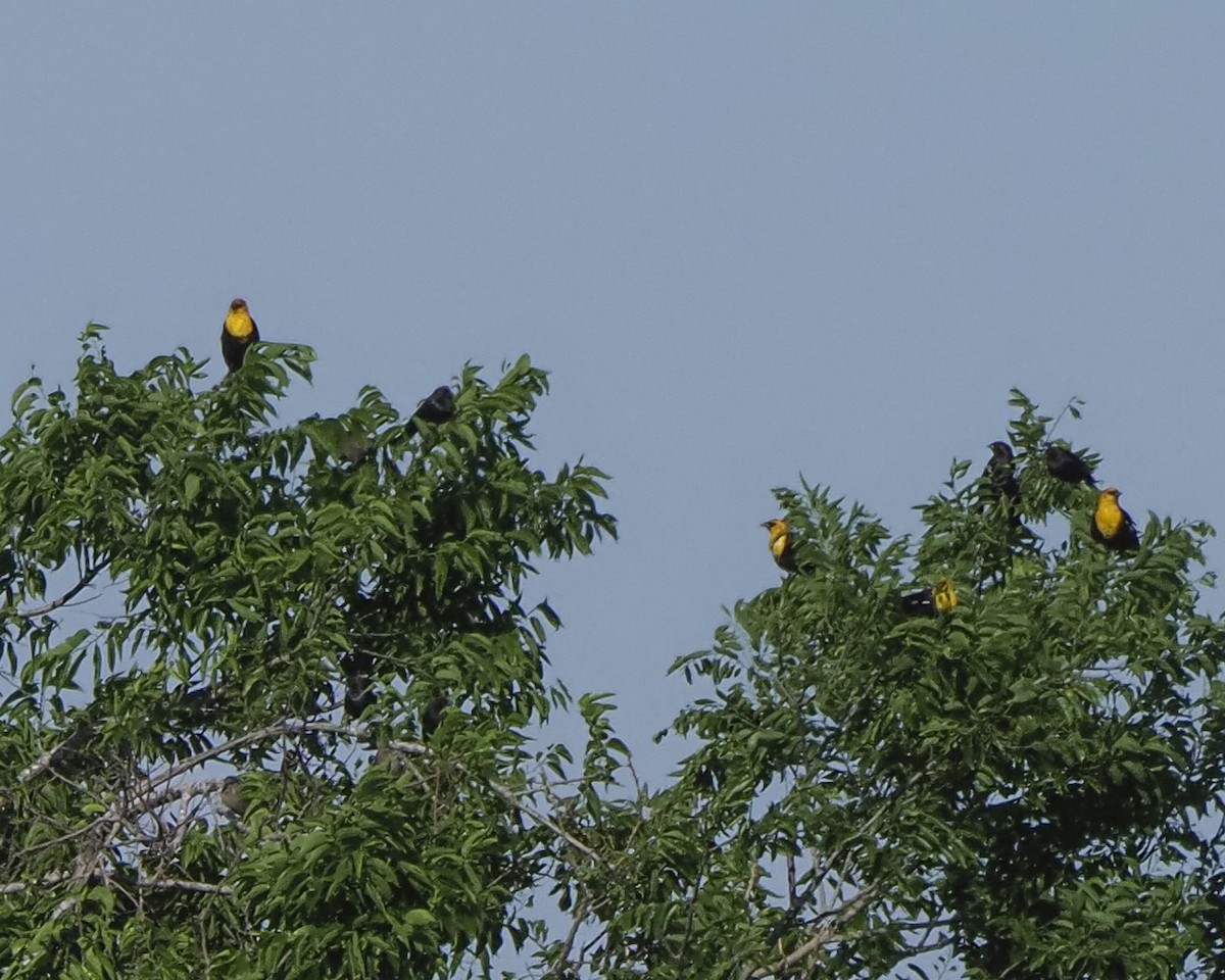 Yellow-headed Blackbird - ML617791365