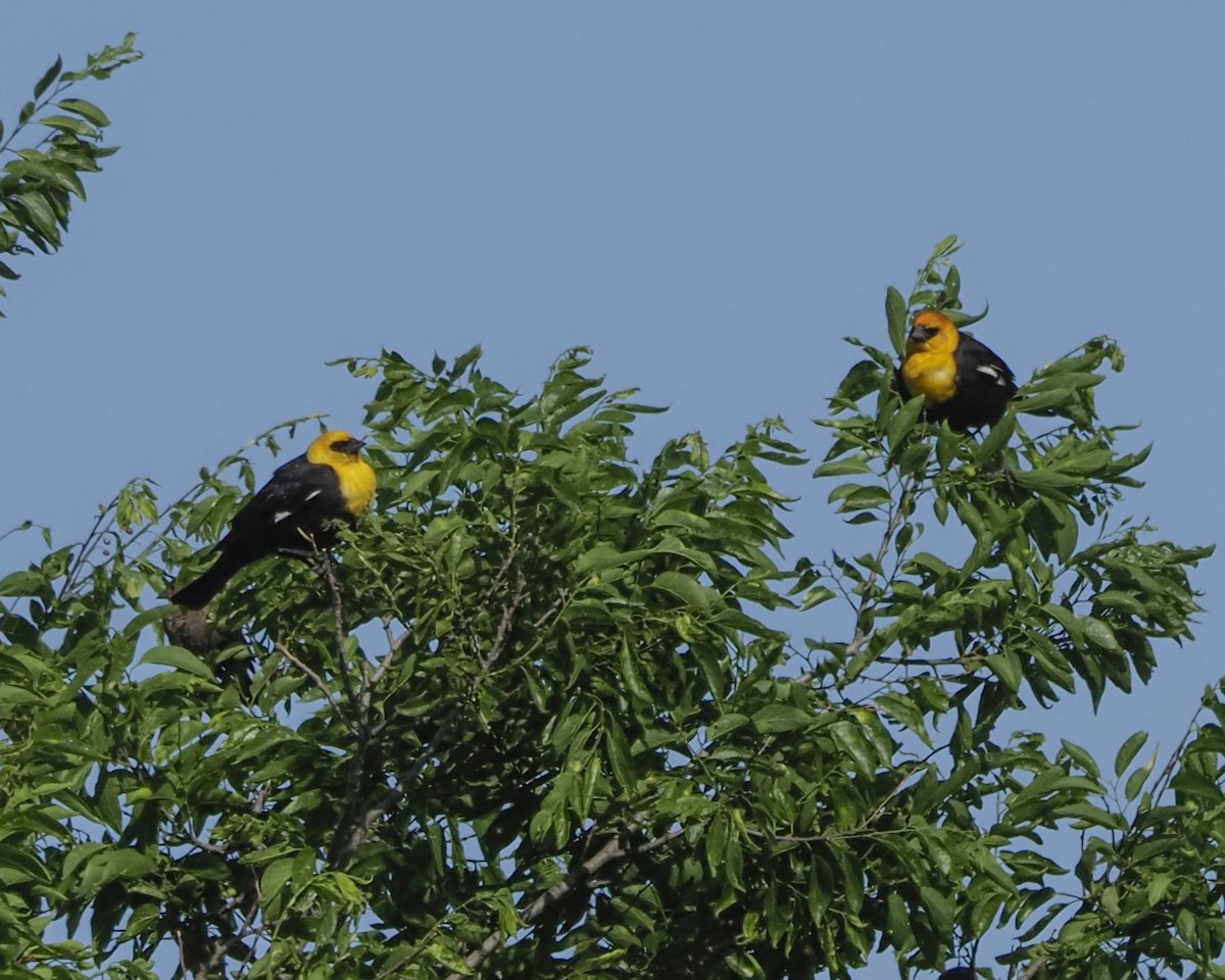 Yellow-headed Blackbird - ML617791366