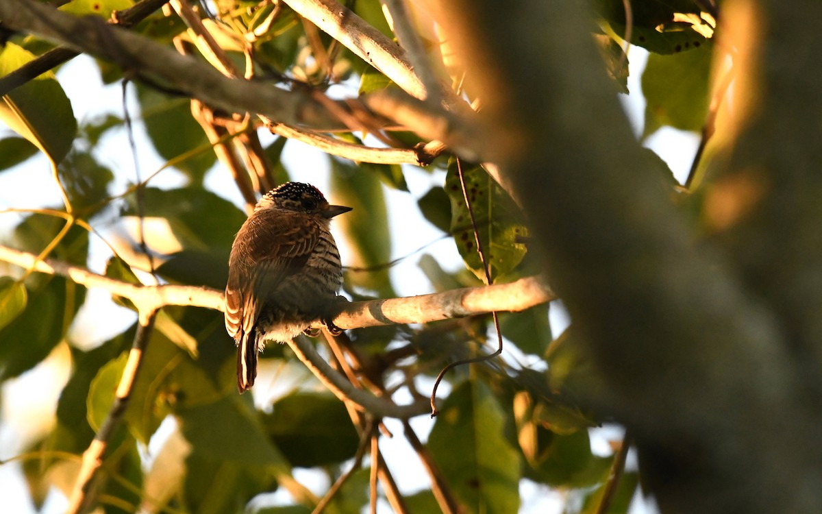 White-barred Piculet - ML617791372