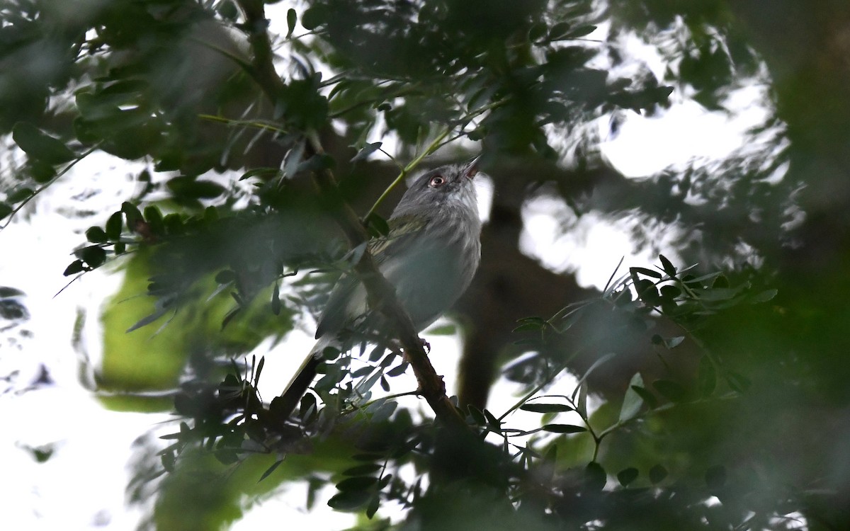 Pearly-vented Tody-Tyrant - ML617791384
