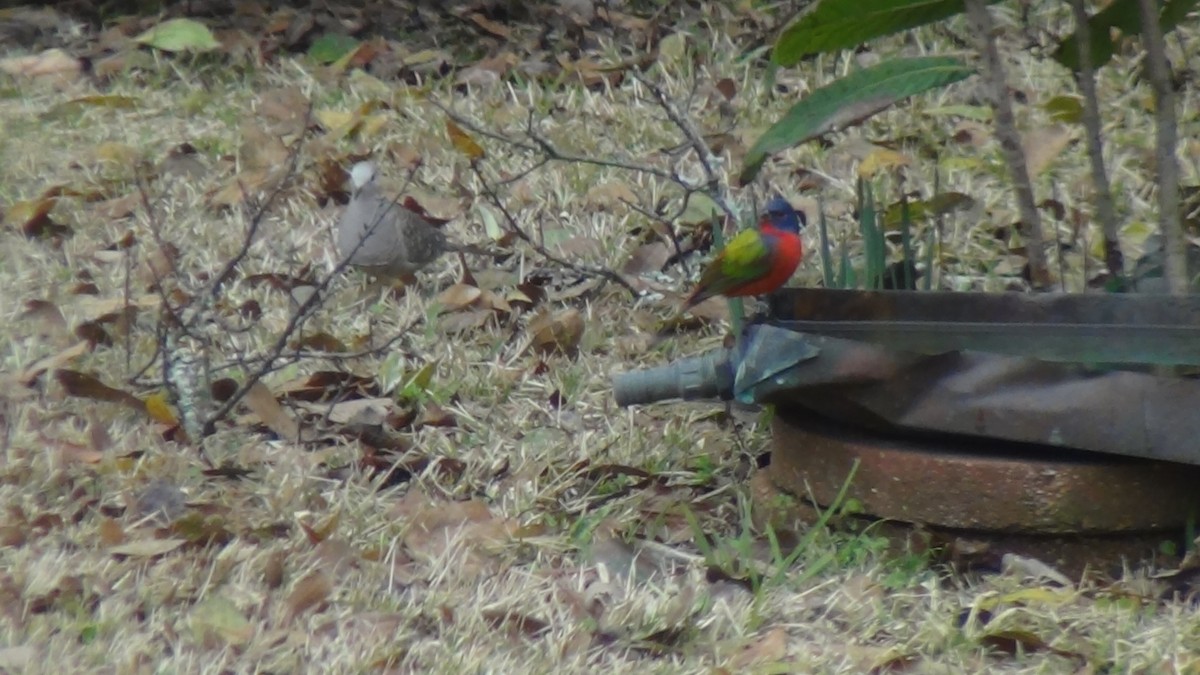 Painted Bunting - ML617791417