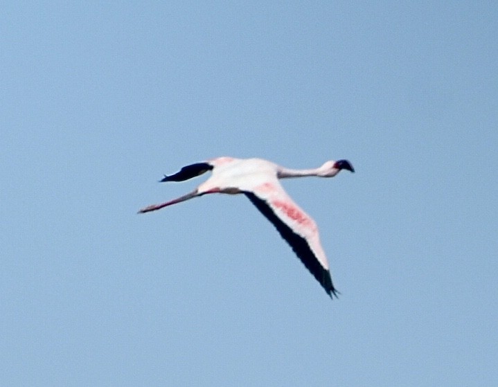 Lesser Flamingo - ML617791441
