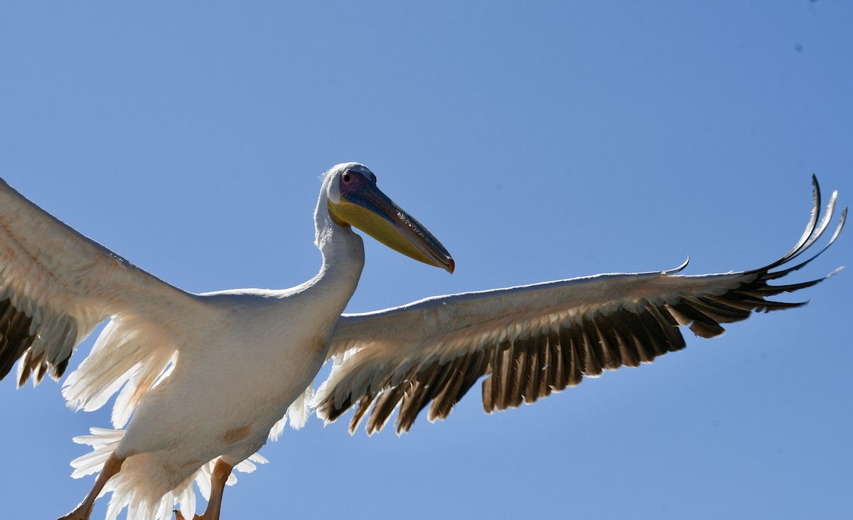 Great White Pelican - Ron Sassen