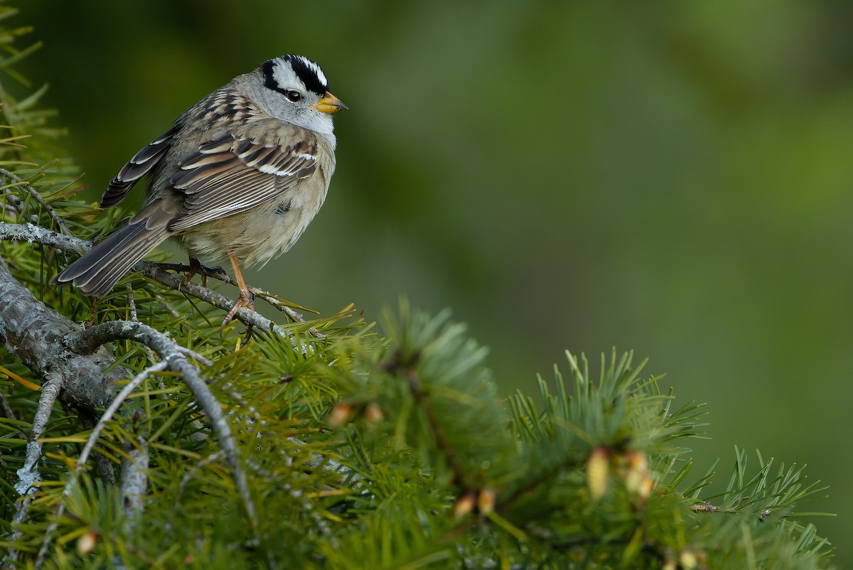 White-crowned Sparrow (pugetensis) - ML617791660