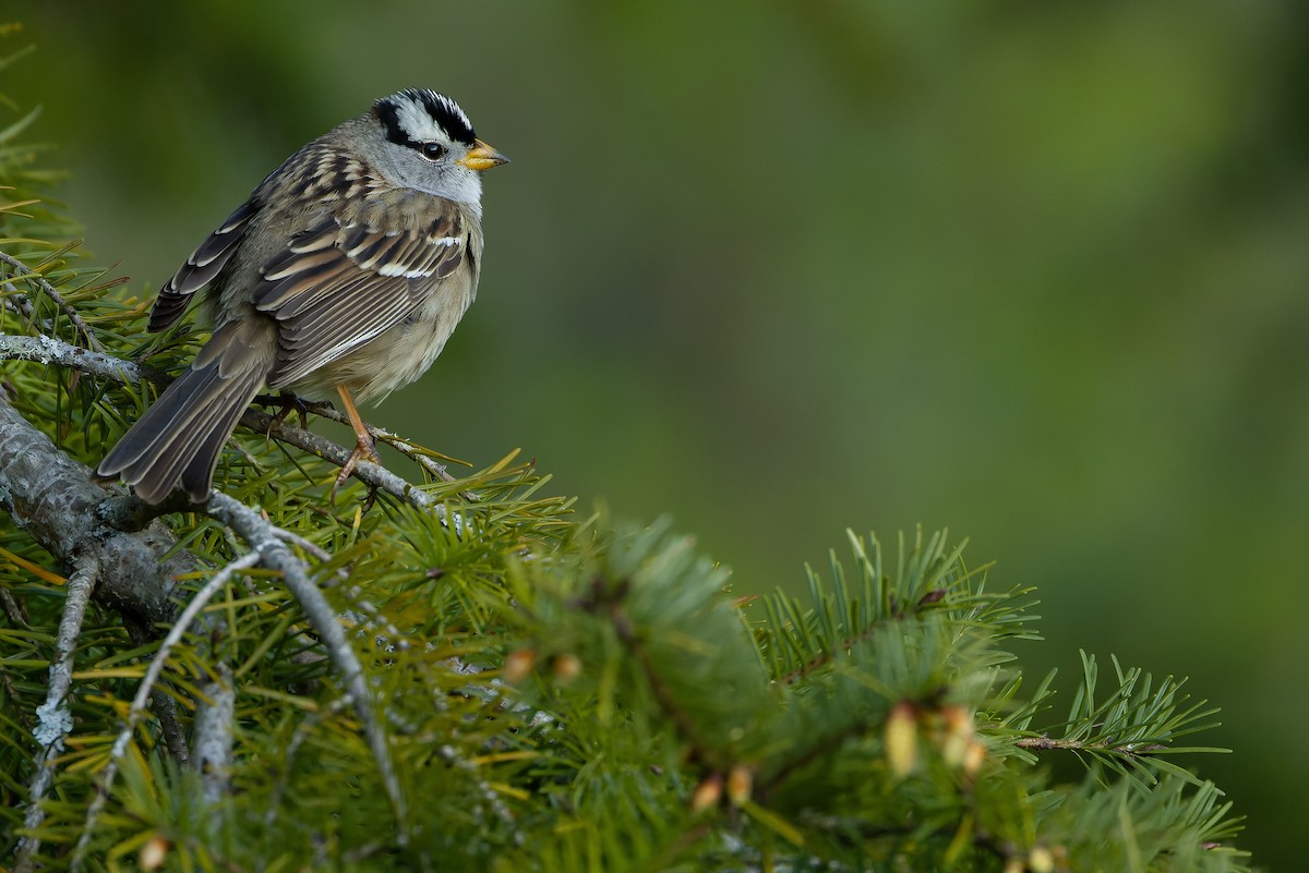 White-crowned Sparrow (pugetensis) - ML617791661