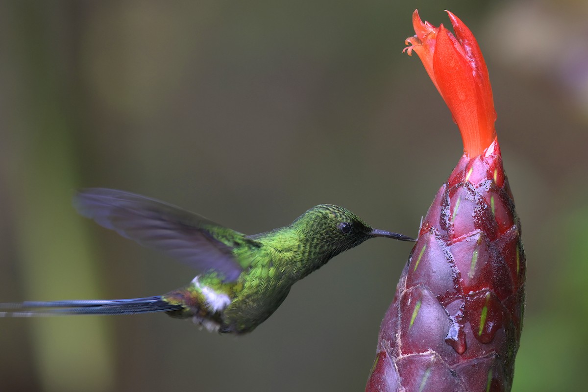 kolibřík trnoocasý - ML617791728