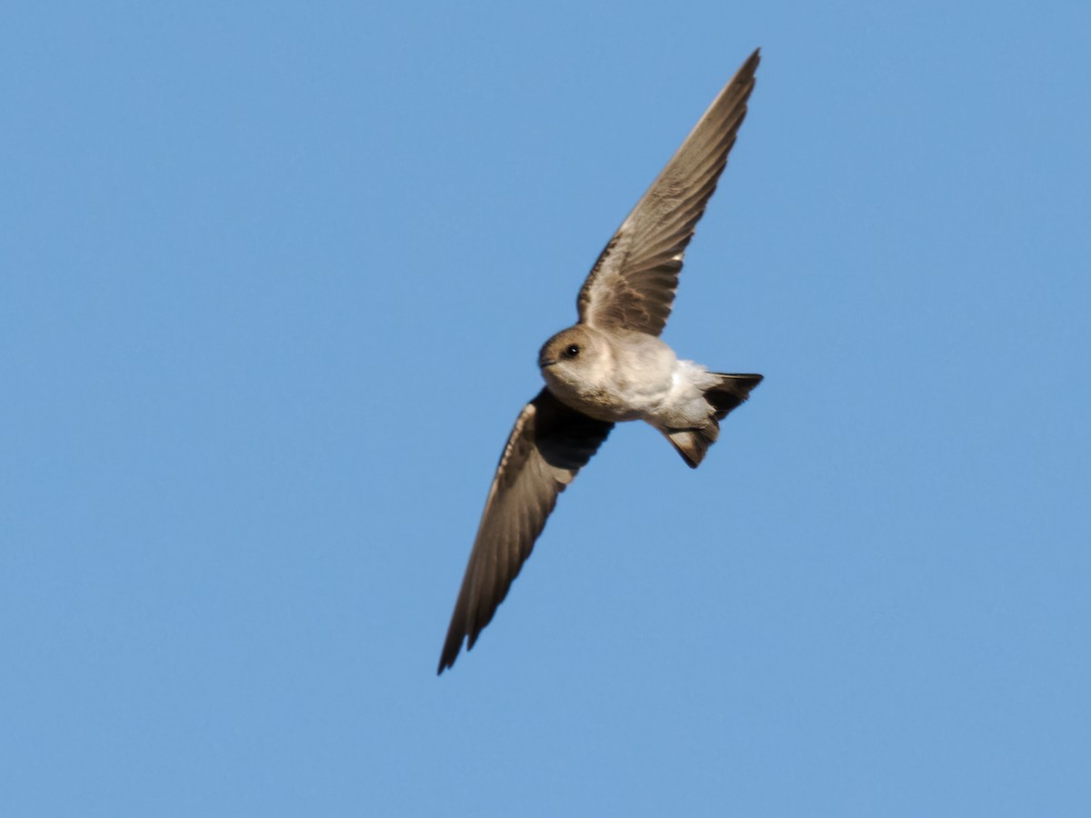 Northern Rough-winged Swallow - Nick Athanas