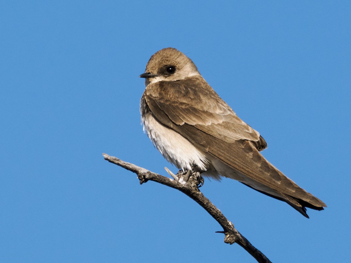 Northern Rough-winged Swallow - ML617791737