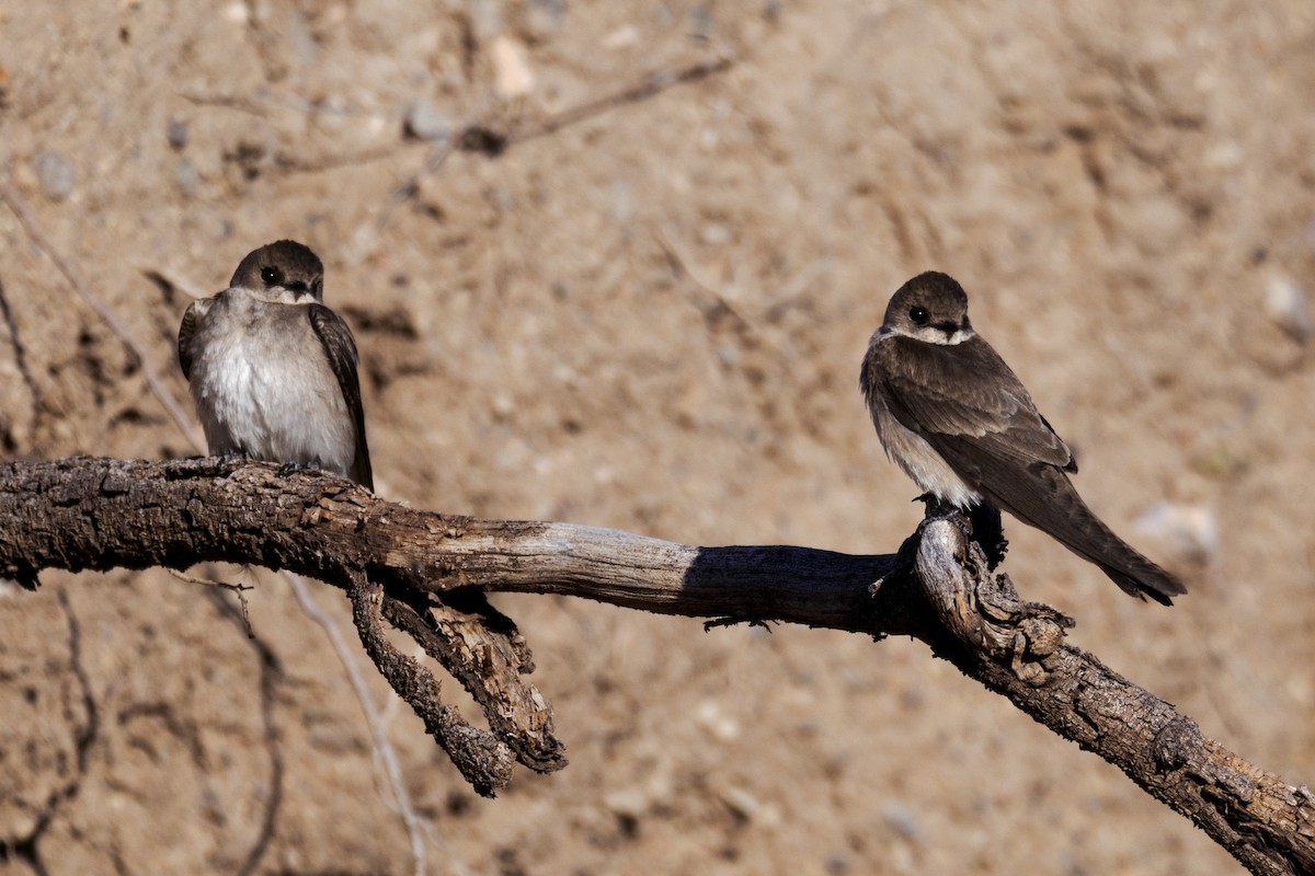 Northern Rough-winged Swallow - ML617791738