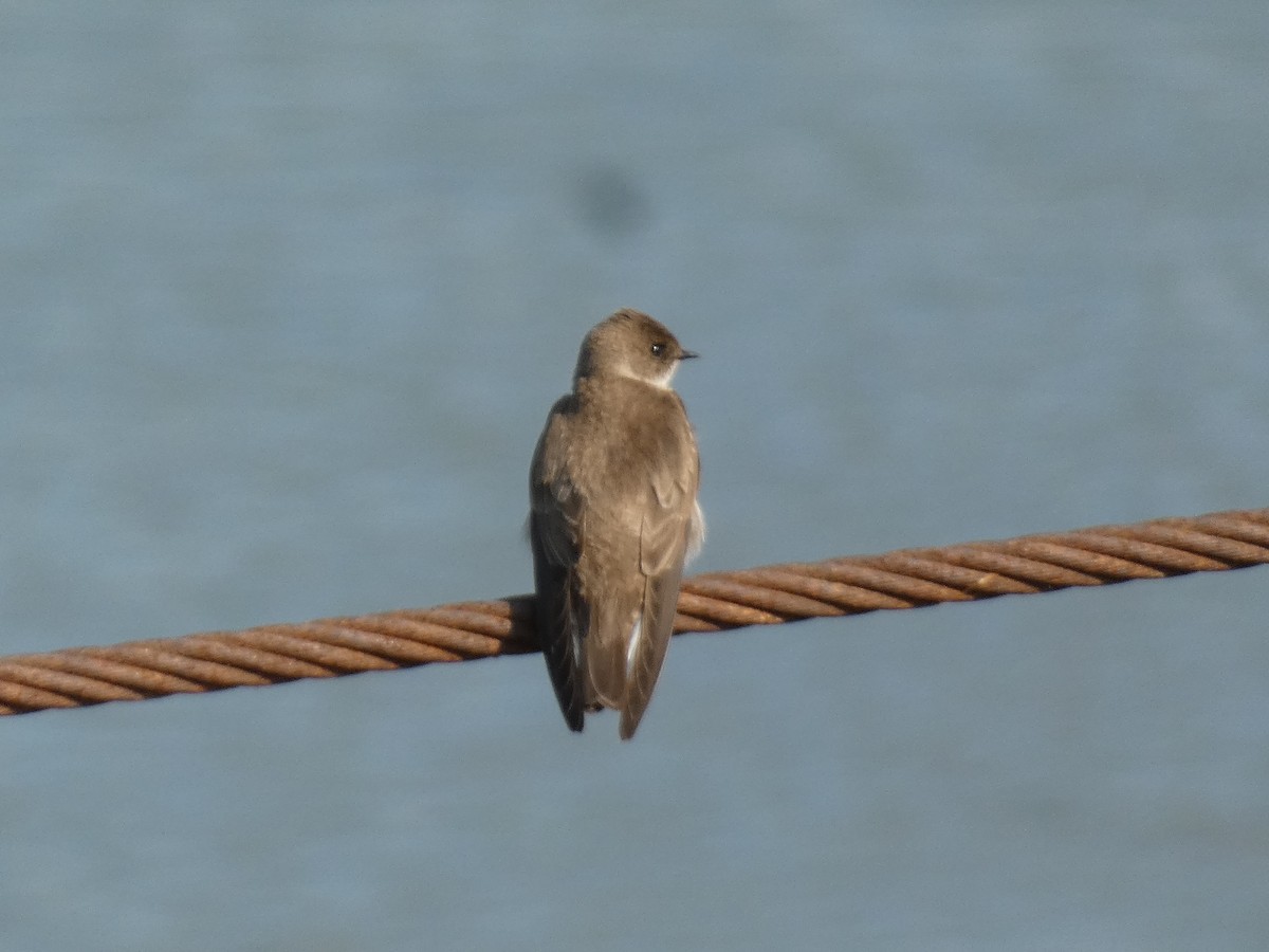 Northern Rough-winged Swallow (Northern) - ML617791741