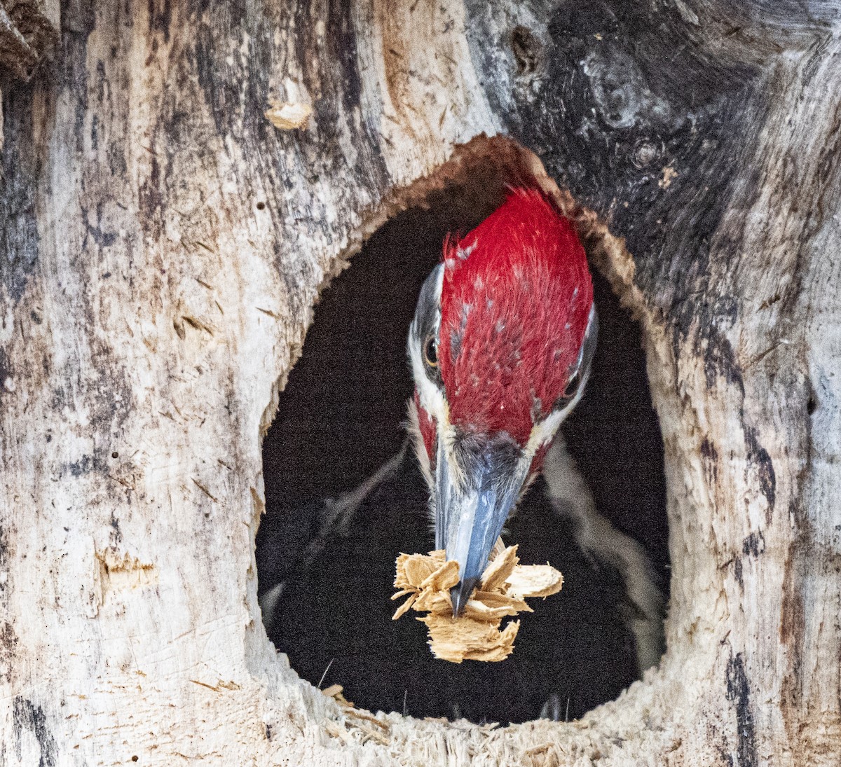 Pileated Woodpecker - ML617791745