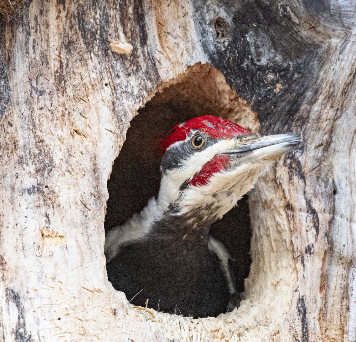 Pileated Woodpecker - ML617791746