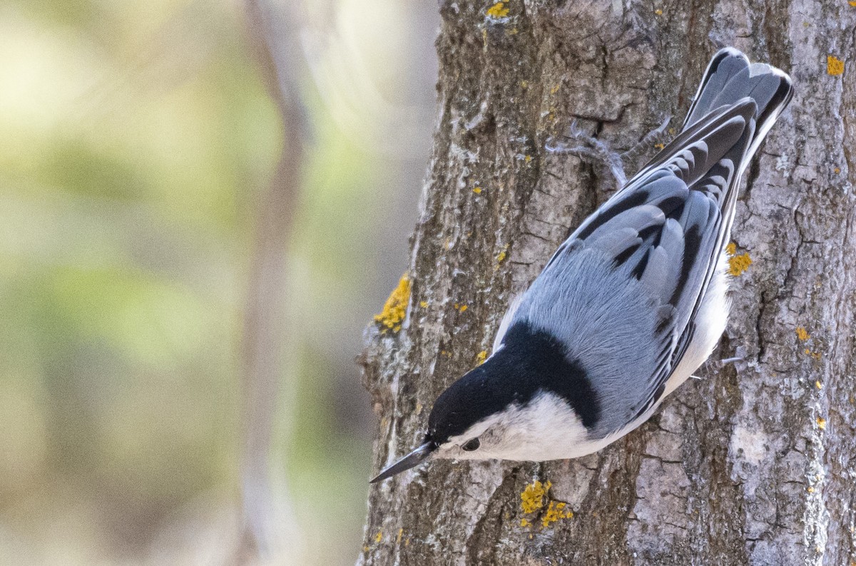 White-breasted Nuthatch - ML617791776