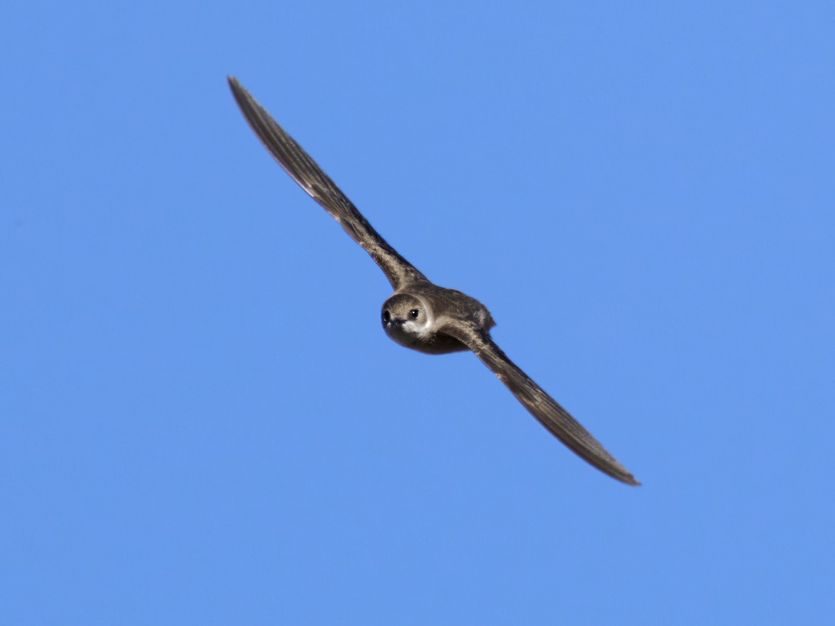 Northern Rough-winged Swallow - Nick Athanas