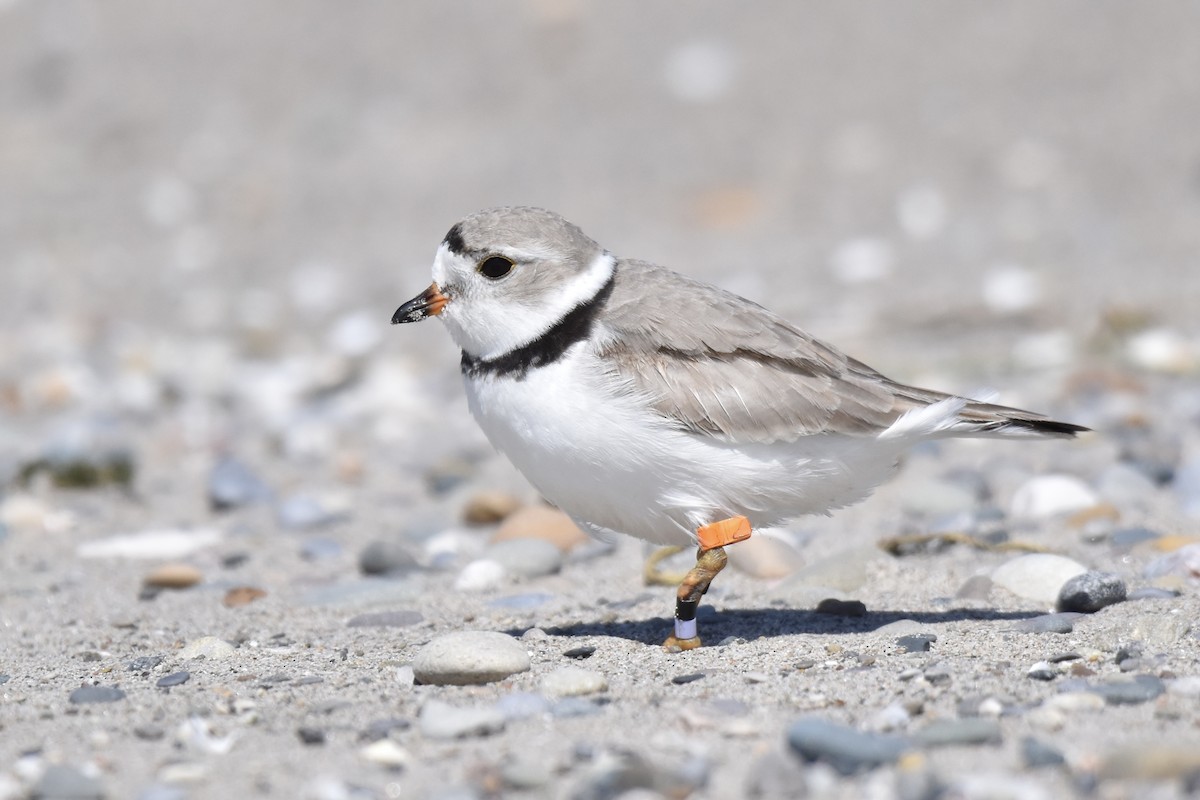 Piping Plover - ML617791821