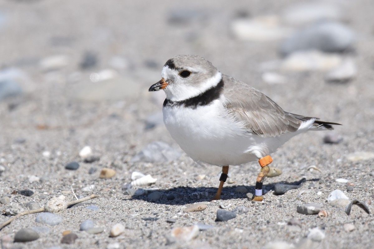 Piping Plover - ML617791822
