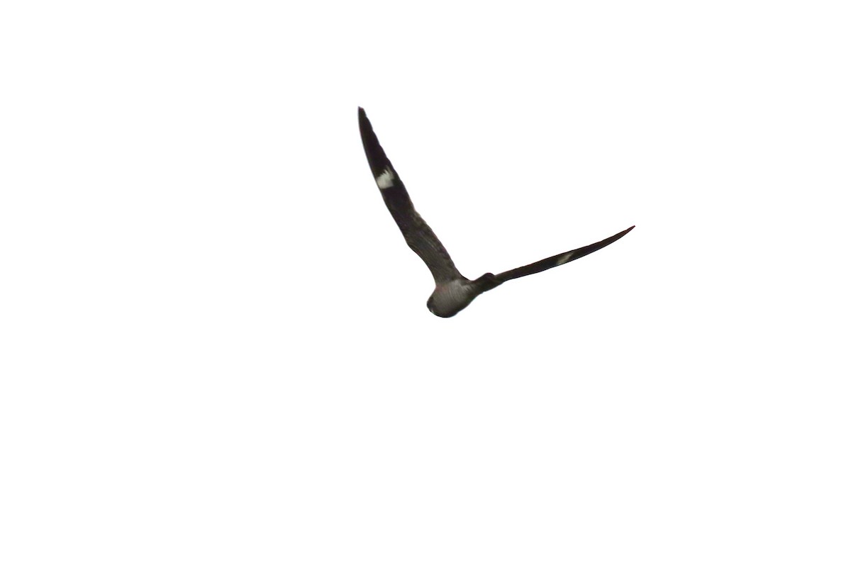 Common Nighthawk - ML617791847