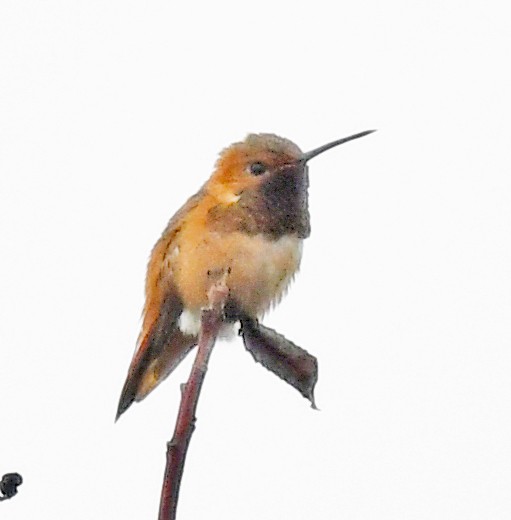 Allen's Hummingbird - ML617791867