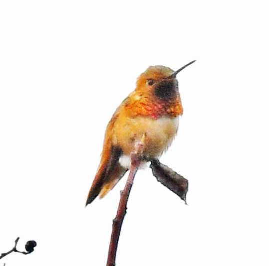 Allen's Hummingbird - ML617791868