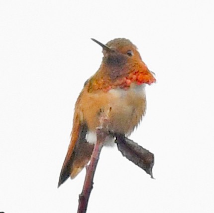 Allen's Hummingbird - Richard Taylor