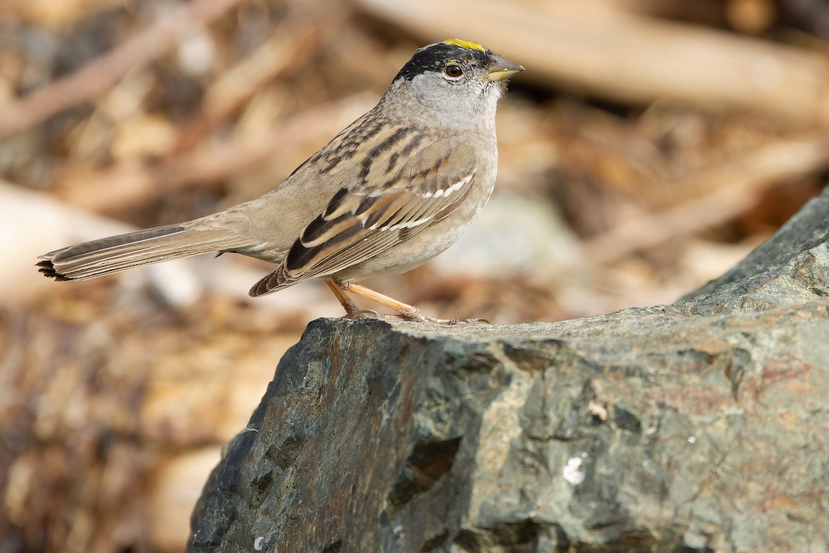 Golden-crowned Sparrow - ML617791901