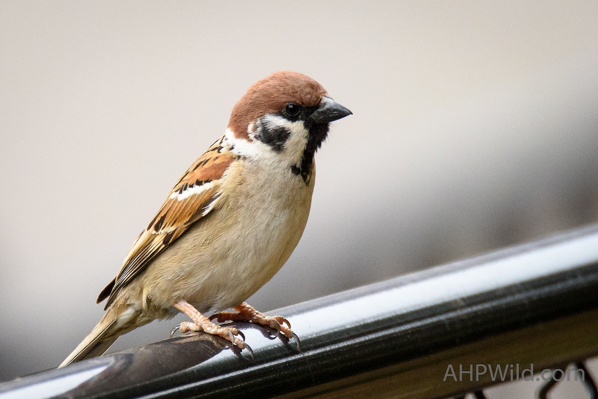 Eurasian Tree Sparrow - ML61779191