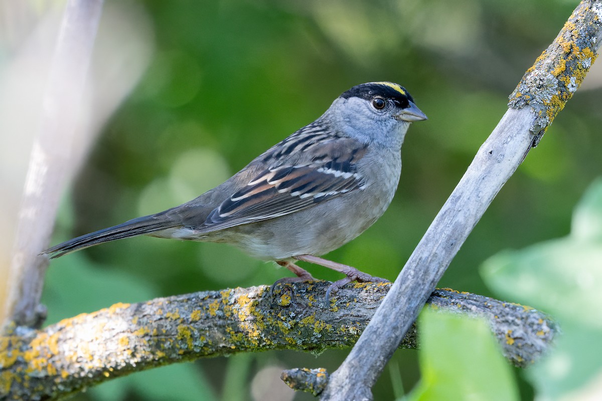 Golden-crowned Sparrow - ML617792114
