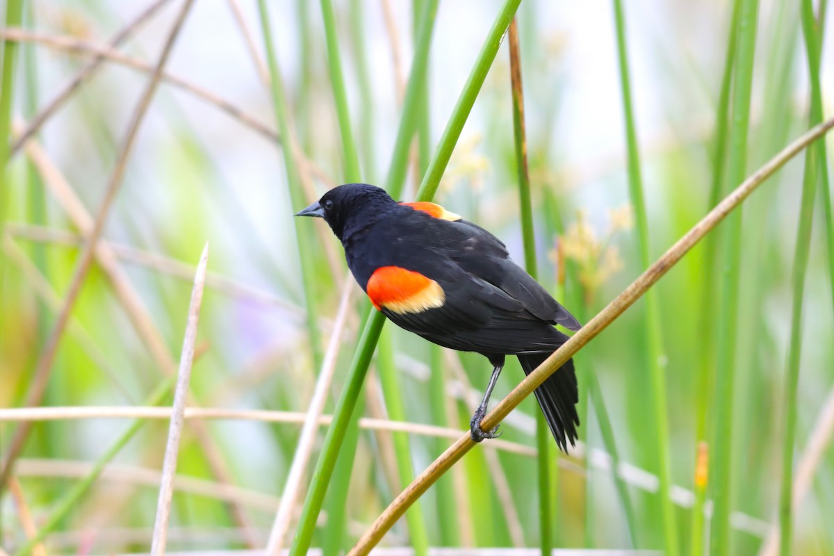 Red-winged Blackbird - Margaret Viens