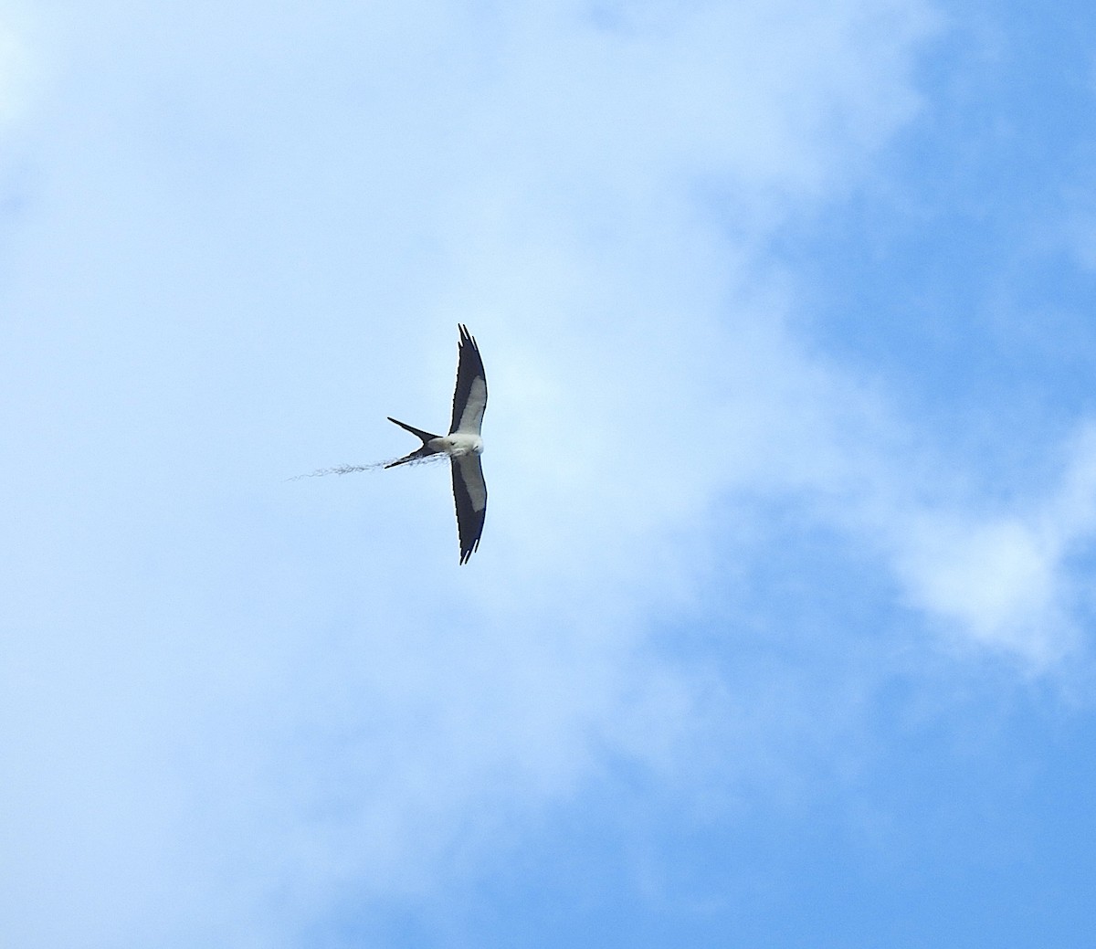 Swallow-tailed Kite - ML617792255