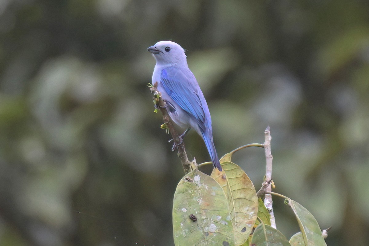 Blue-gray Tanager - ML617792257