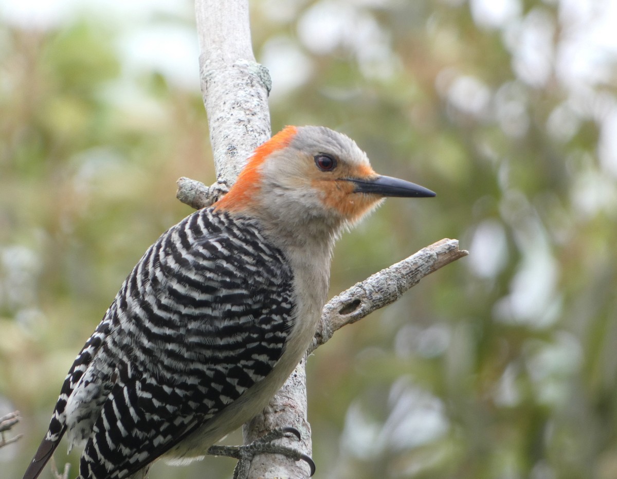 Red-bellied Woodpecker - ML617792293