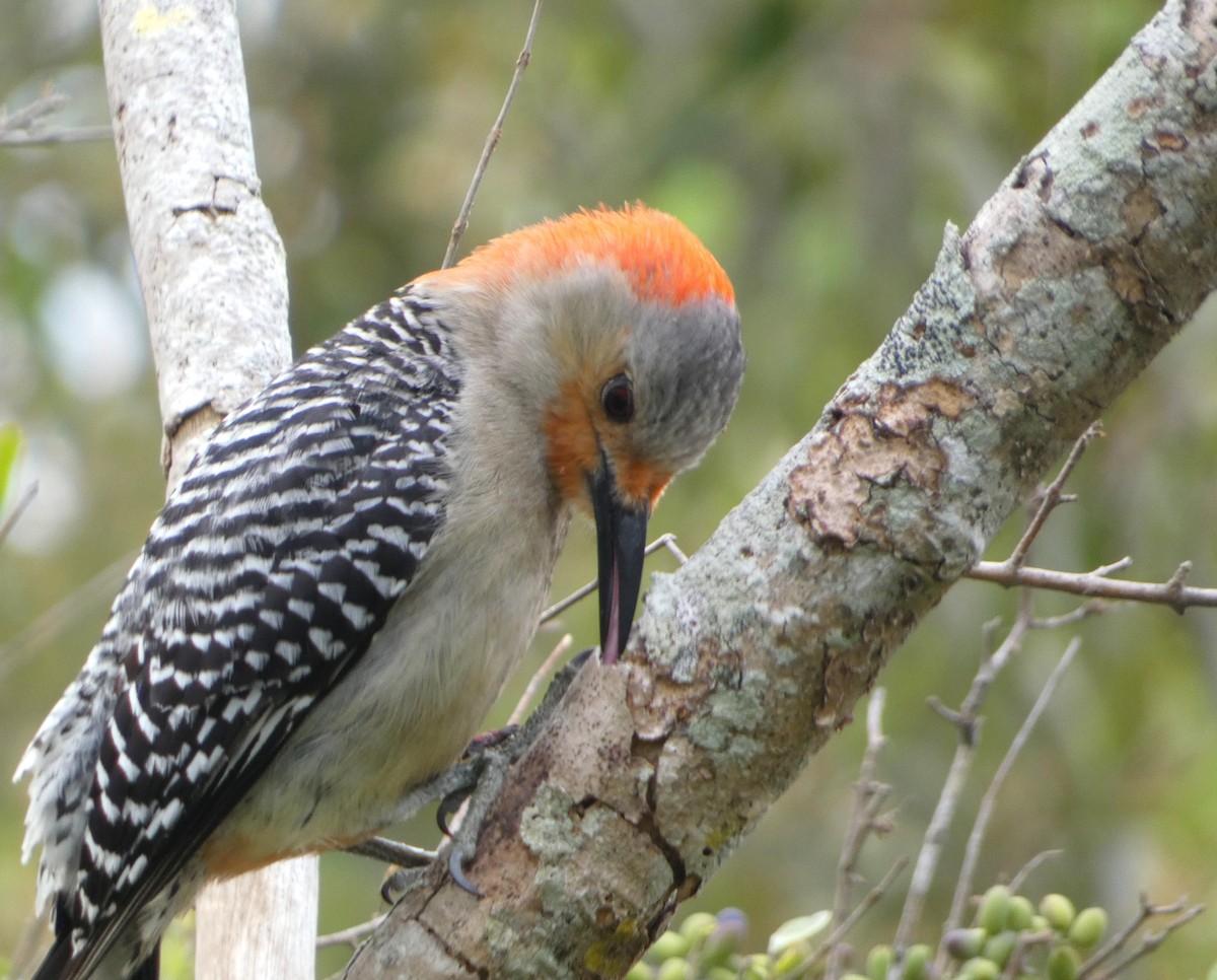 Red-bellied Woodpecker - Kitty ONeil