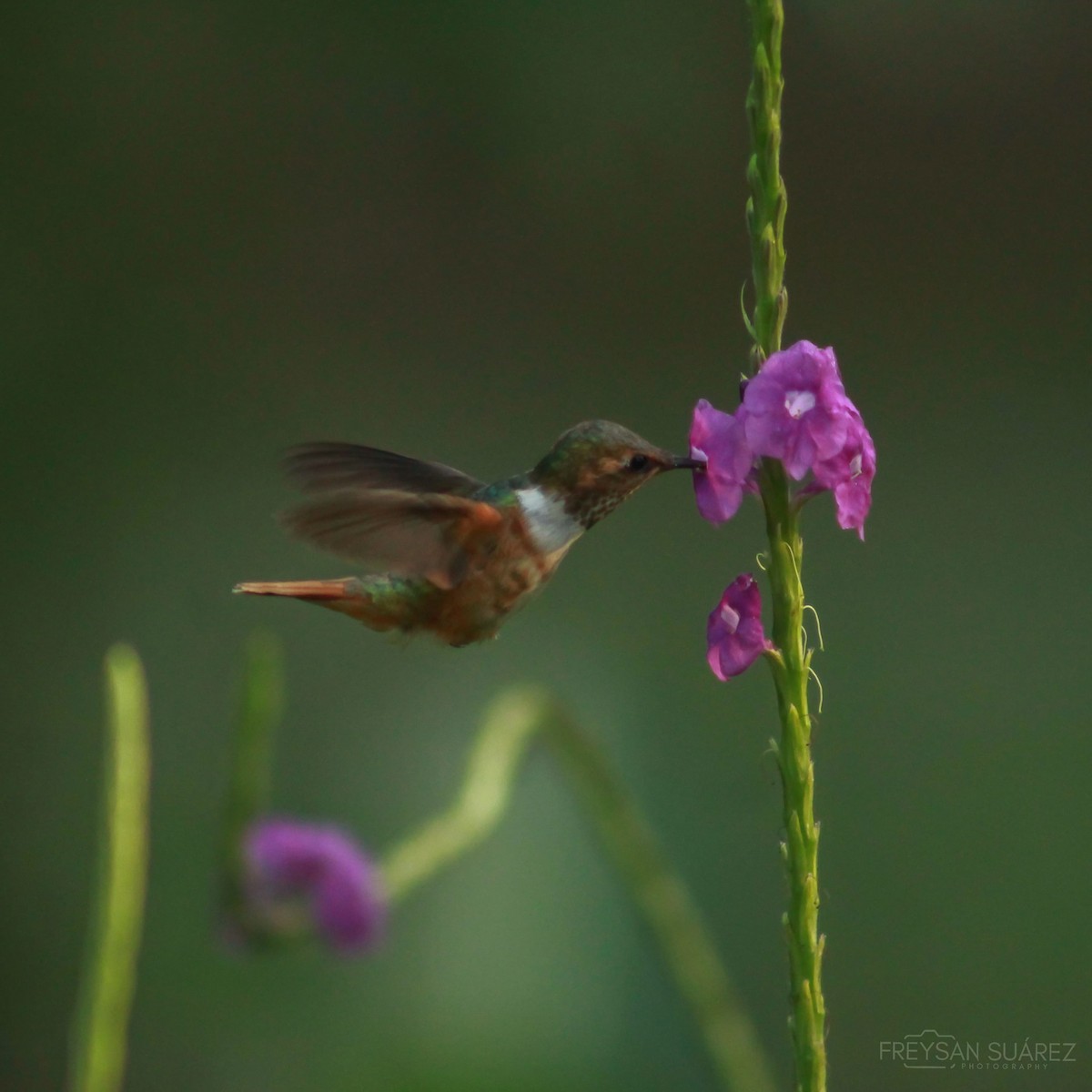 Scintillant Hummingbird - Adan Marín Bermúdez