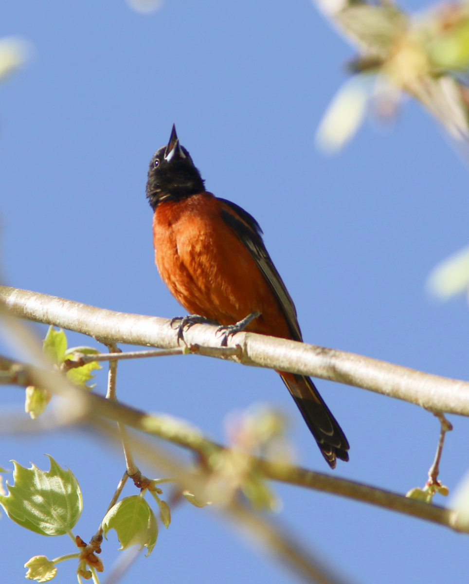 Orchard Oriole - ML617792320