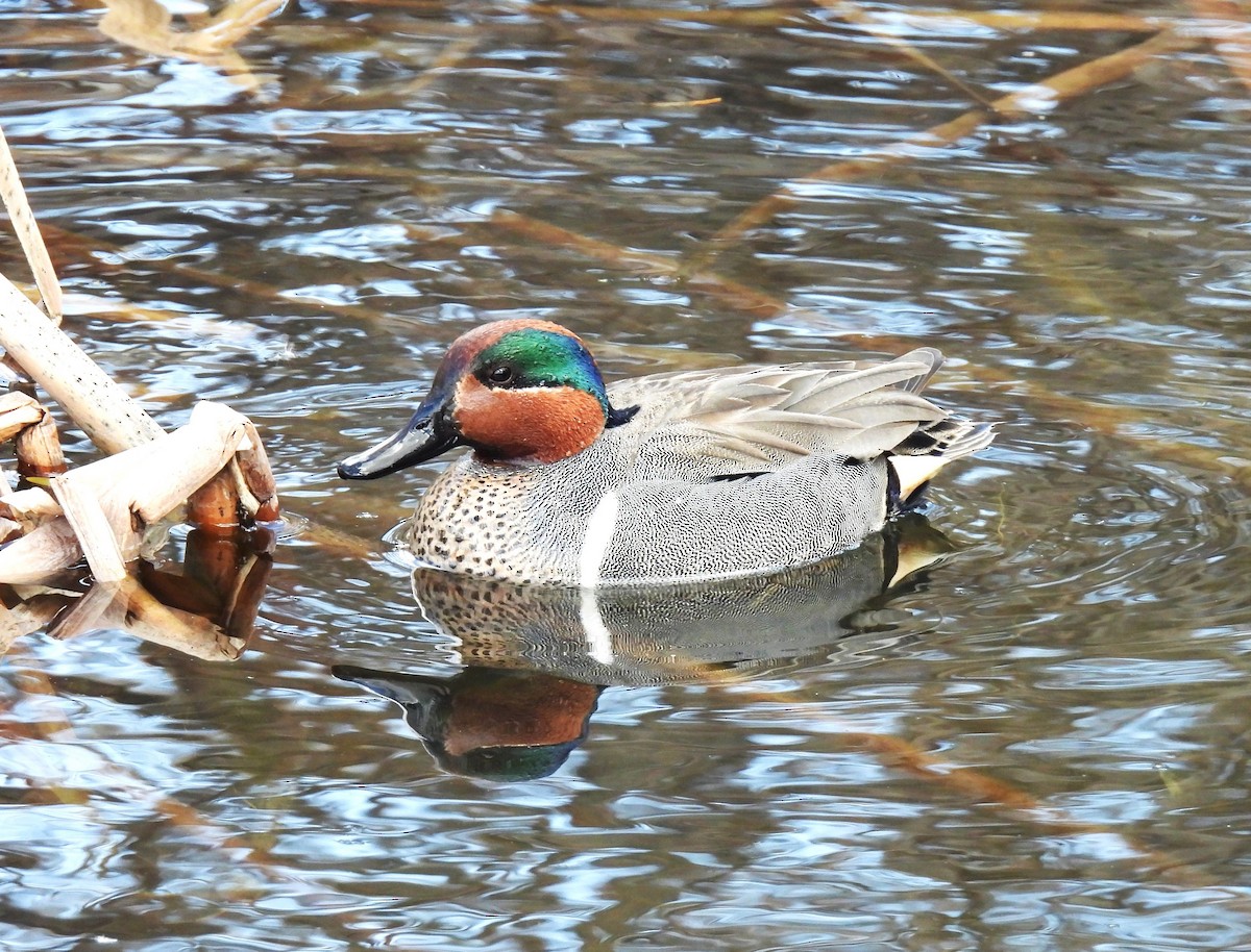 Green-winged Teal - ML617792365