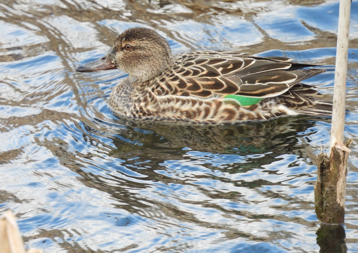 Green-winged Teal - ML617792378