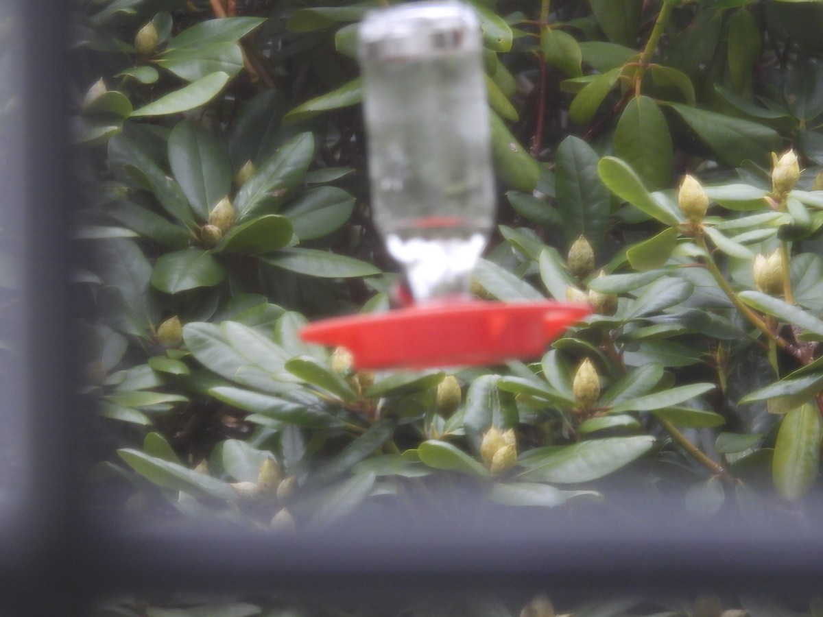 Ruby-throated Hummingbird - ML617792427
