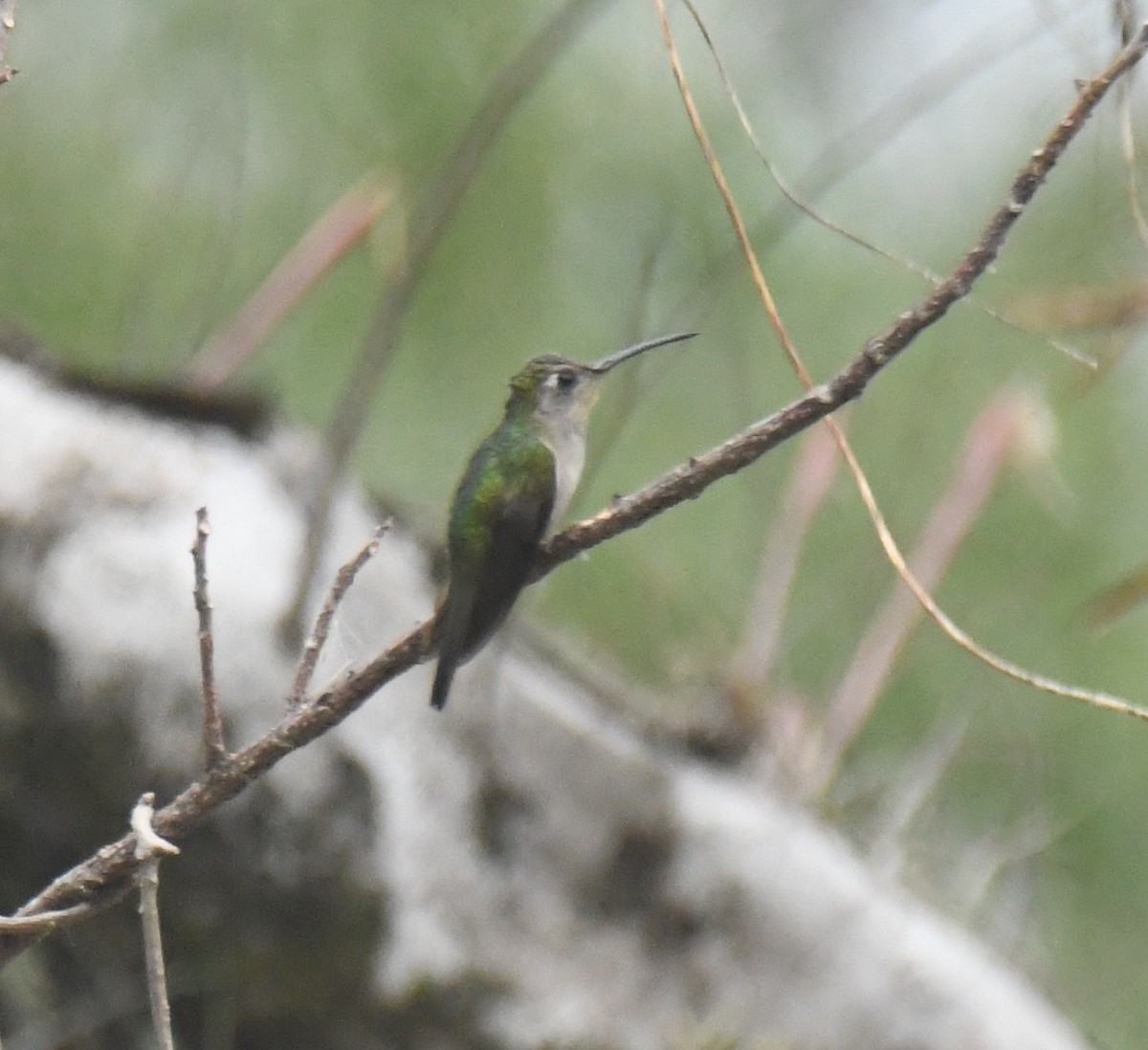 kolibřík klínoocasý - ML617792465