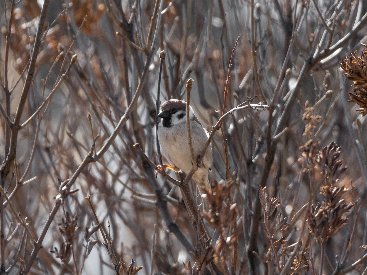 Eurasian Tree Sparrow - ML617792506