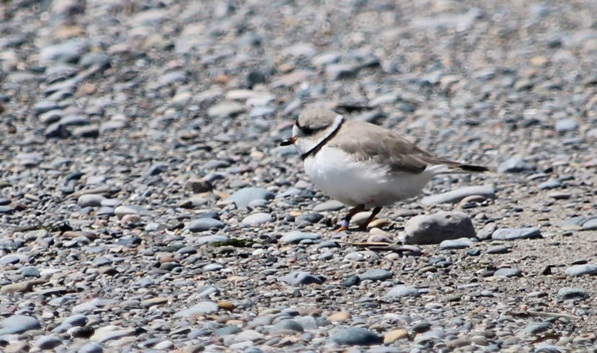 Piping Plover - ML617792531