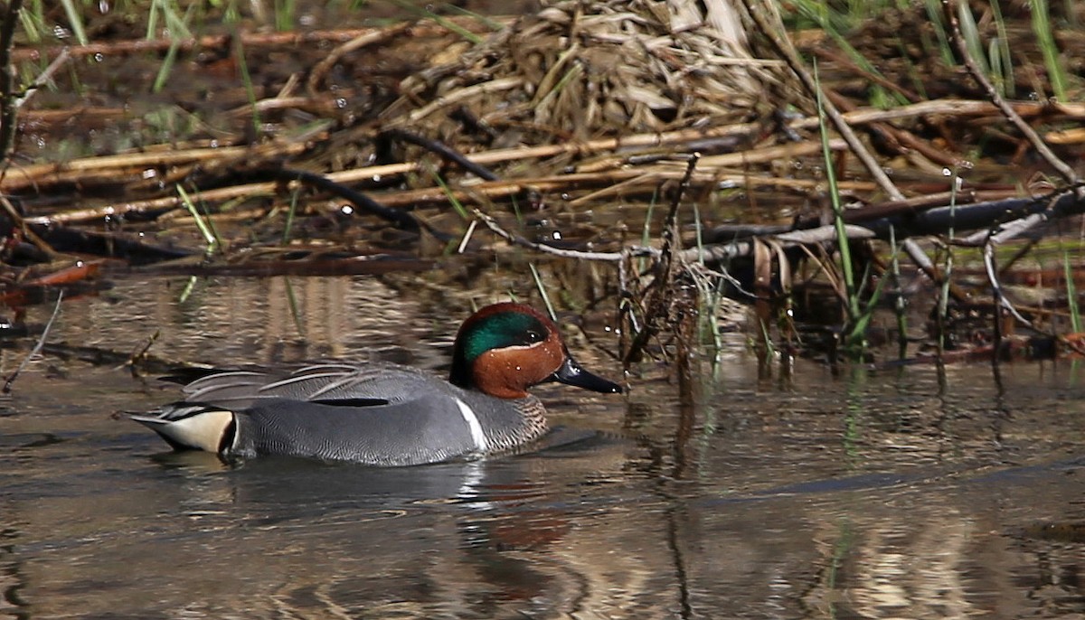 Green-winged Teal - ML617792603