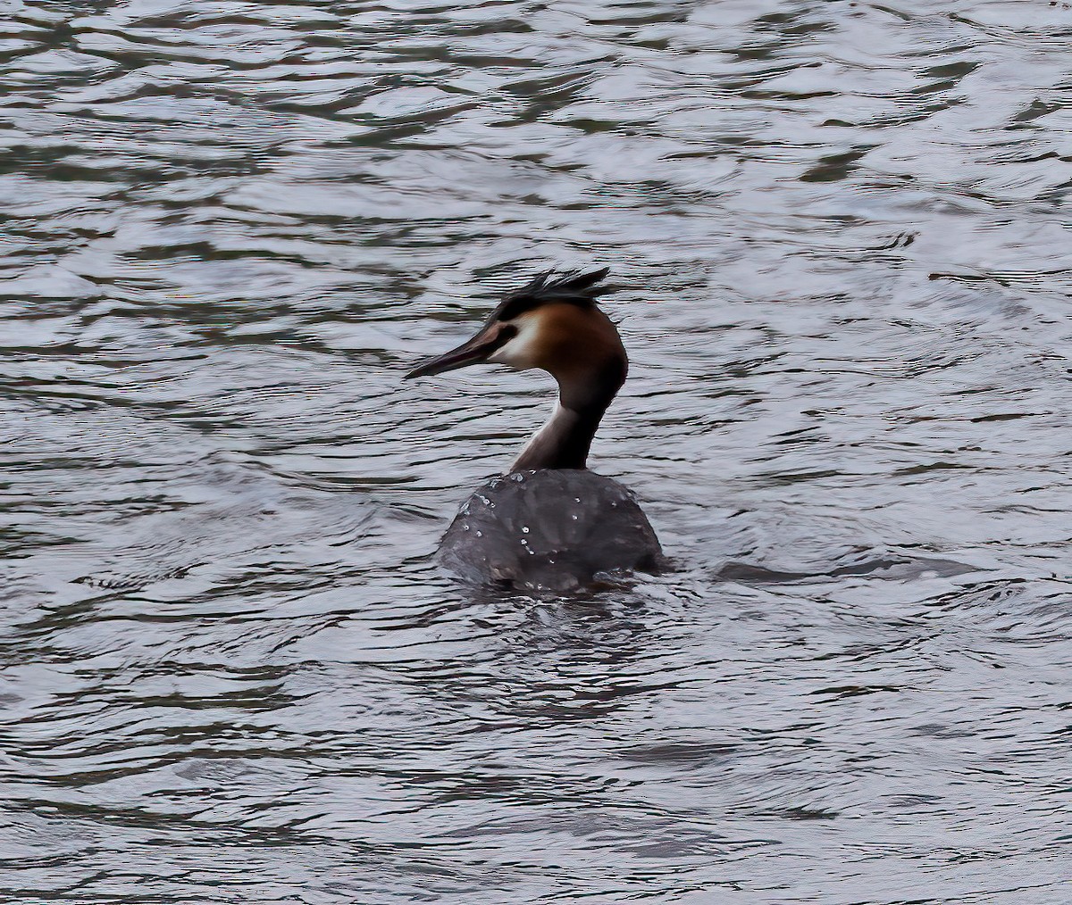 Great Crested Grebe - ML617792647