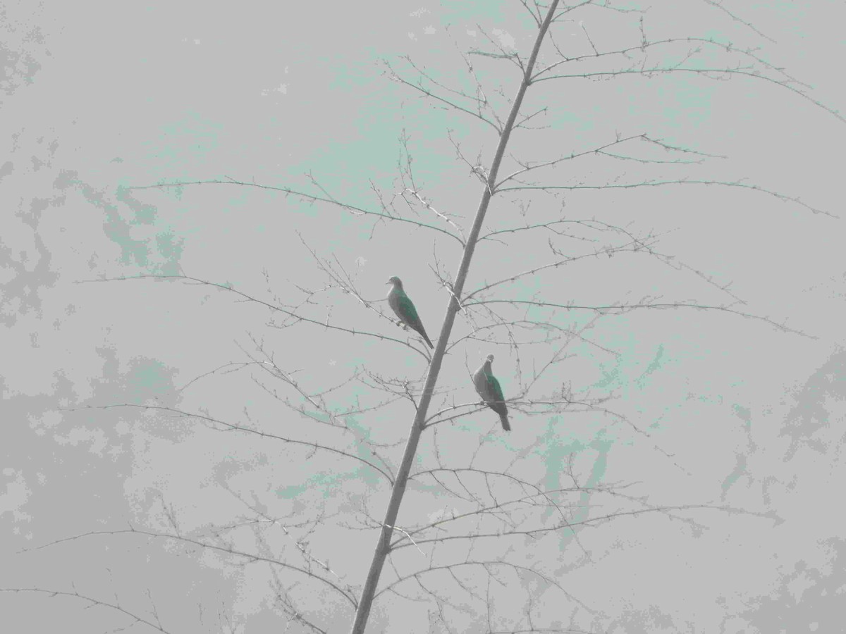 Green Imperial-Pigeon - Gandhikumar Rangasamudram Kandaswami