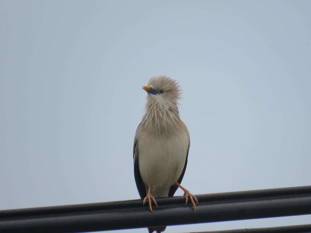 Chestnut-tailed Starling - ML617792687