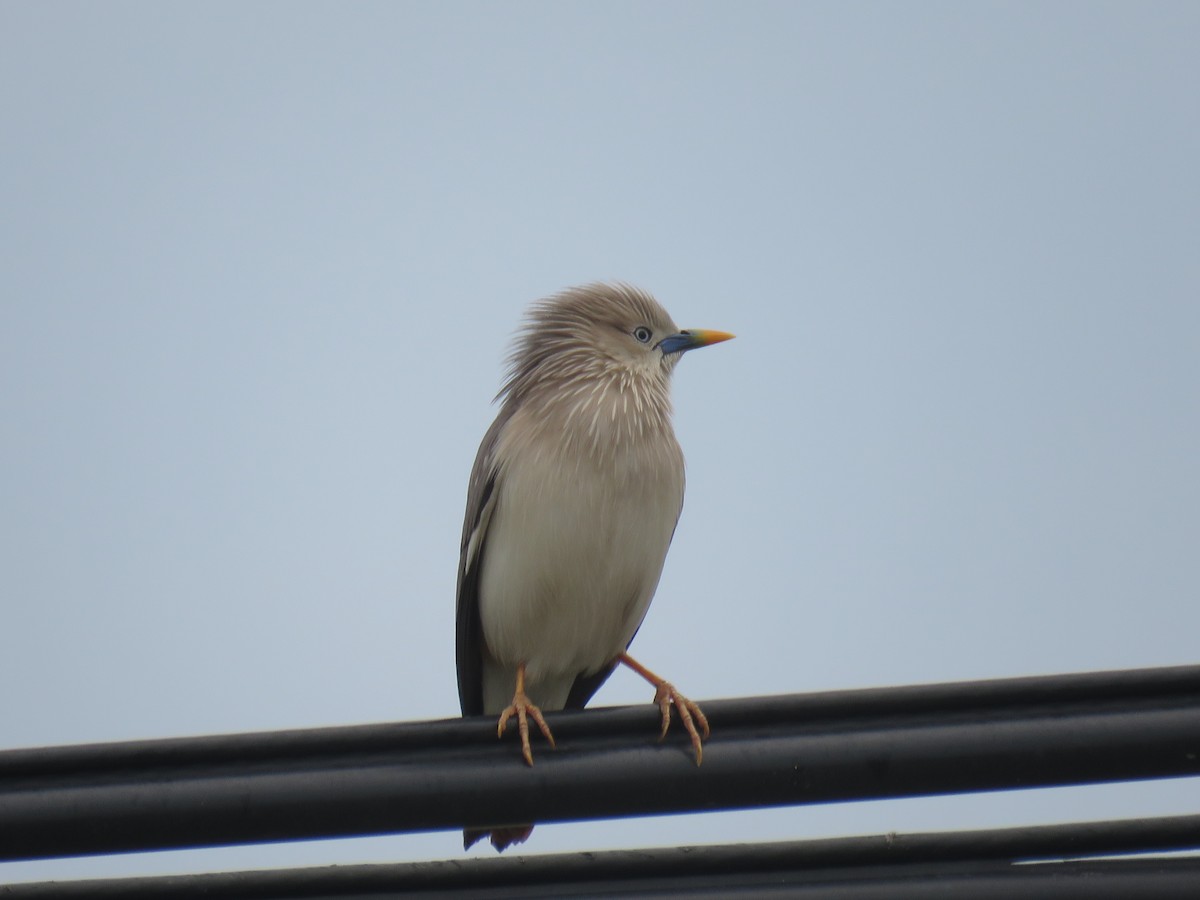 Chestnut-tailed Starling - ML617792688