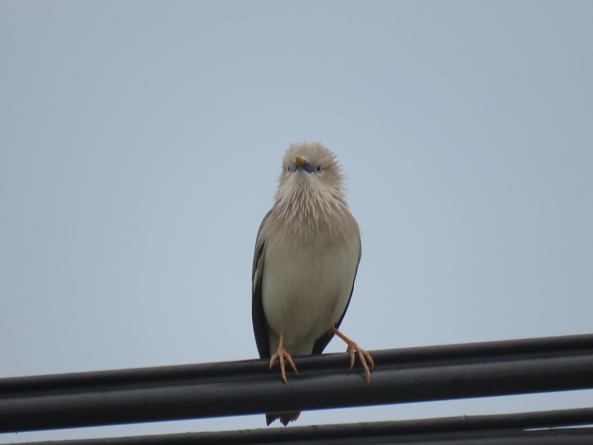 Chestnut-tailed Starling - ML617792689