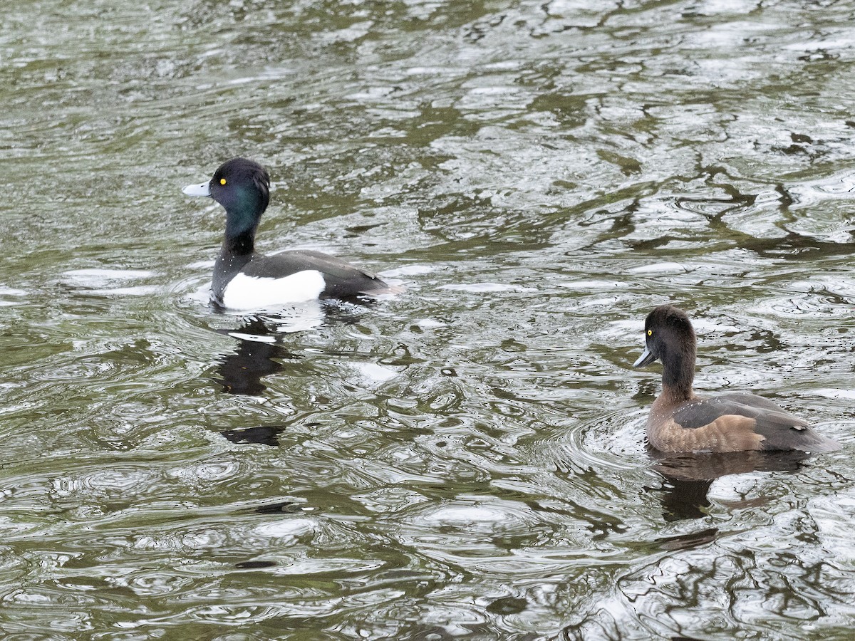 Tufted Duck - ML617792806
