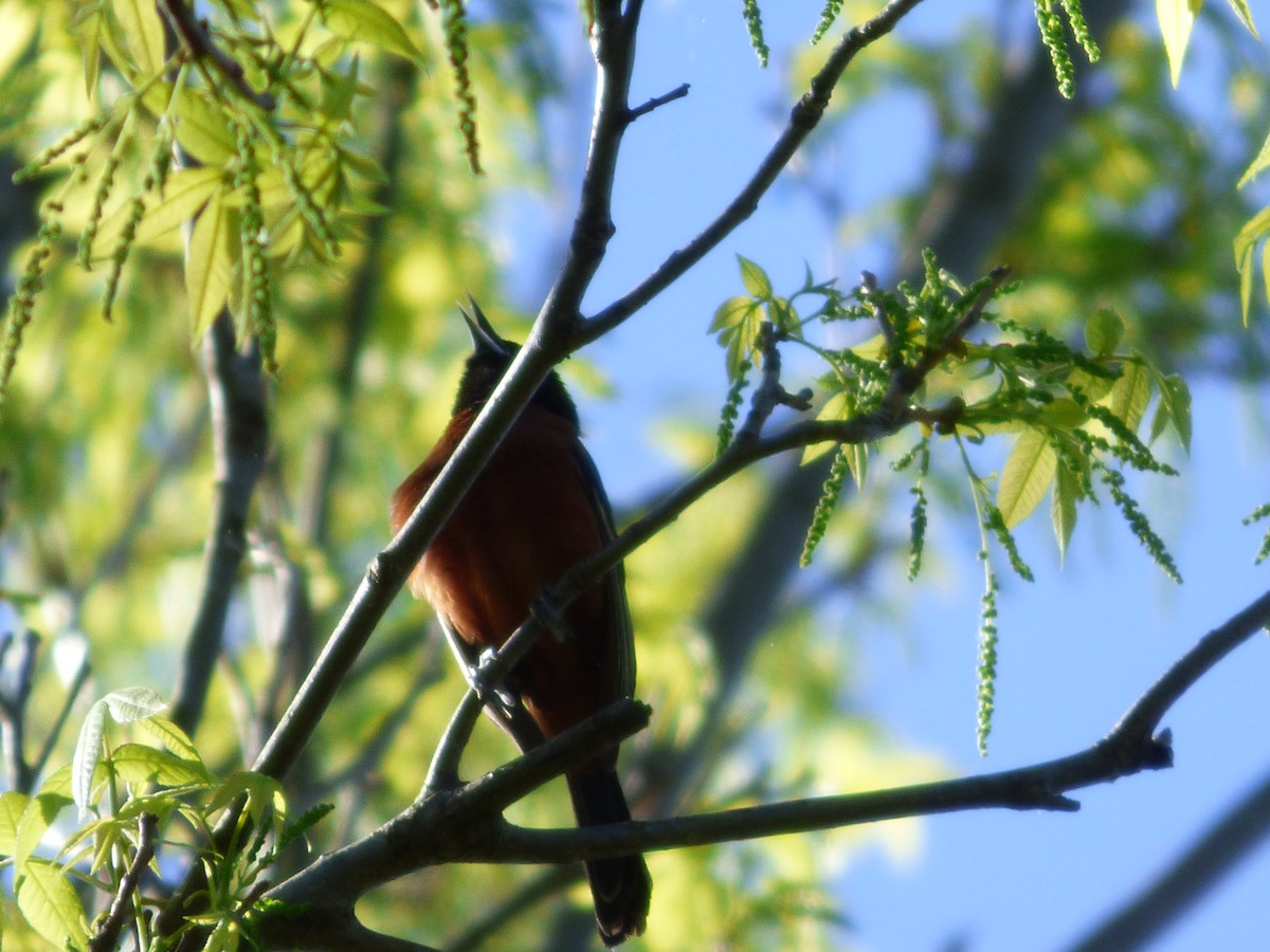 Orchard Oriole - ML617792807